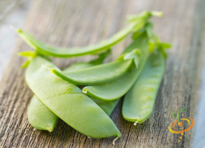 Pea - Oregon Sugar Pod.