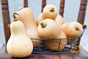 Squash (Winter) - Waltham Butternut.