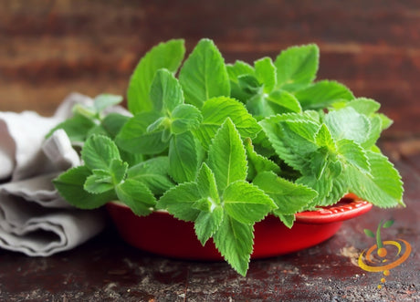 Sprouting spearmint seeds from SeedsNow, fresh green seeds ideal for planting mint herbs in gardens or containers.