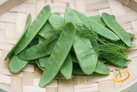 Oregon Giant snow pea seeds from SeedsNow, fresh pea seeds with vibrant green peas in pods.