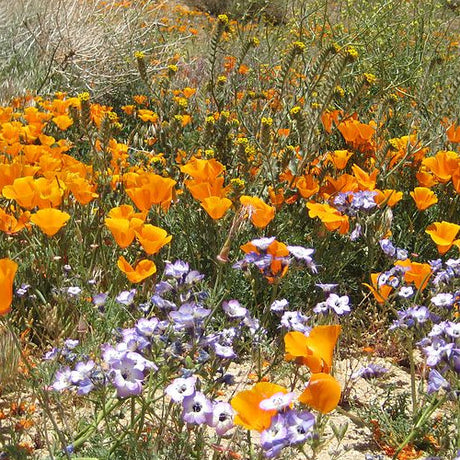 Wildflowers - California Native Scatter Garden Seed Mix - SeedsNow.com