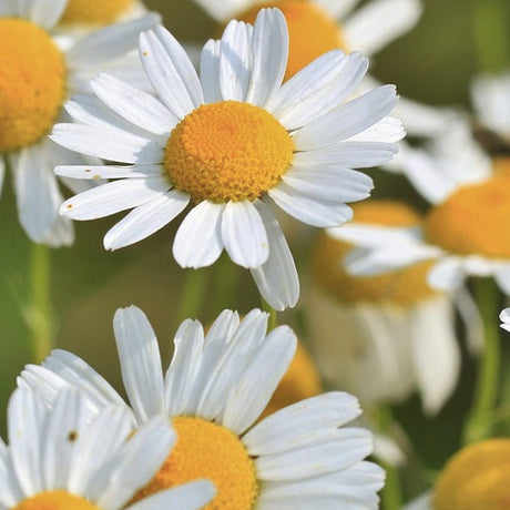 Chamomile, Roman - SeedsNow.com