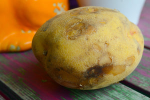 Potato (Early-Season) - Yukon Gold (ORGANIC) - SeedsNow.com