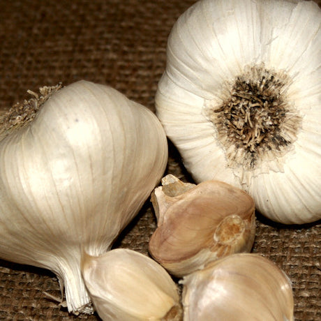 Organic Inchelium Red softneck garlic bulb from SeedsNow-Garlic, showcasing its white, papery skin and plump cloves.