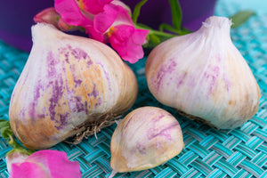 Garlic - (Soft Neck) Early Purple Italian (Organic) *PRE-ORDER* - SeedsNow.com