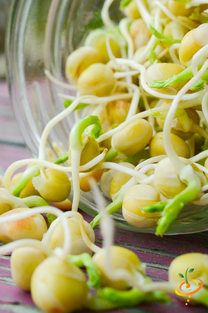 Sprouts/Microgreens - Green Pea.