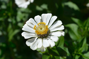 Flowers - Zinnia, Polar Bear - SeedsNow.com