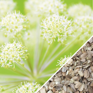 Angelica (Wild Celery / Holy Ghost) - SeedsNow.com