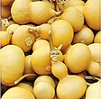 Large bottle gourd seeds from SeedsNow, featuring a birdhouse-shaped gourd for planting and decorative purposes.