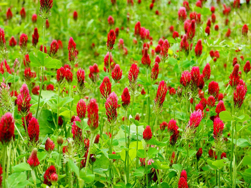 Red Crimson Clover cover crop seeds from SeedsNow-CoverCrops, showing vibrant red flower clusters and lush green foliage.