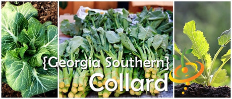Georgia Southern collard seeds from SeedsNow, showing fresh green collard leaves on a gardening page.