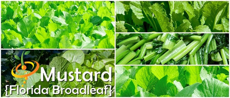 Mustard Florida Broadleaf seeds producing vibrant green mustard leaves and stems for salads and cooking