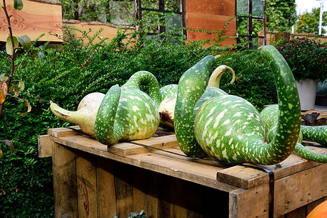 Speckled Swan gourd seeds from SeedsNow, showing a vibrant pumpkin with speckled pattern and smooth surface.