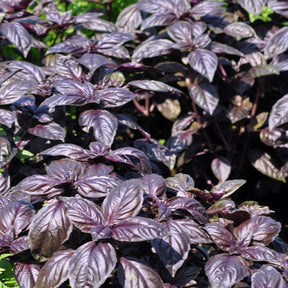 Dark Opal Purple basil seeds from SeedsNow, close-up of vibrant purple basil leaves and seeds on a plant.